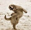dog-dancing.jpg