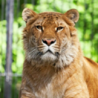 PrinceIndra
