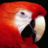 ZeqMacaw